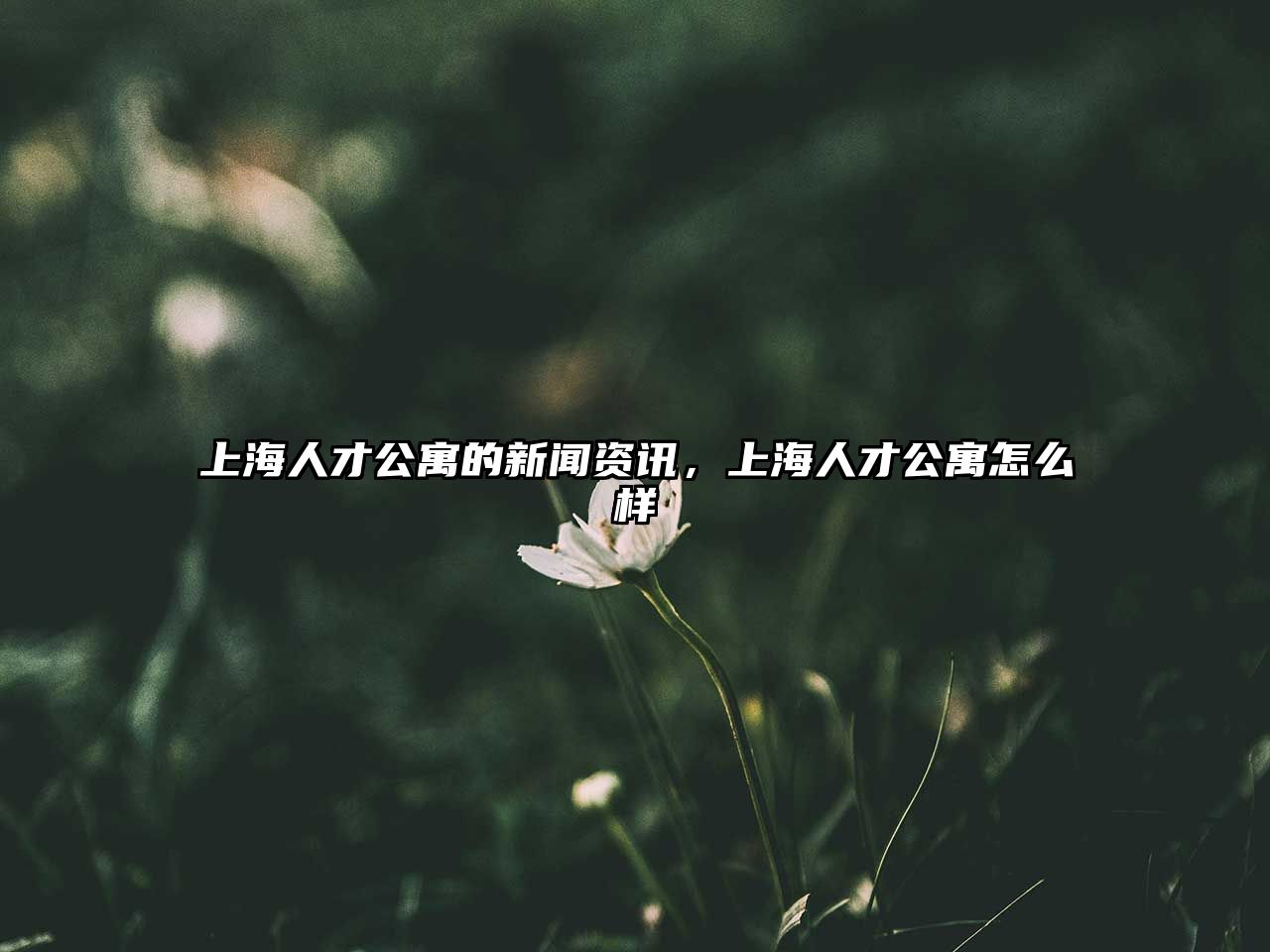 上海人才公寓的新聞資訊，上海人才公寓怎么樣