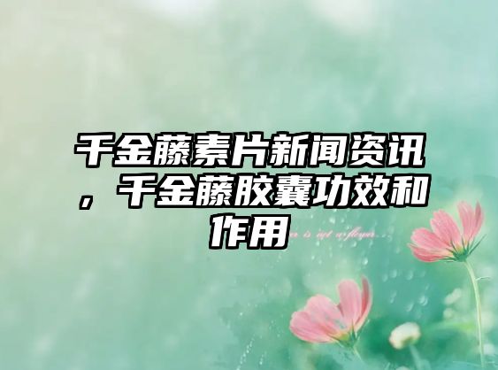 千金藤素片新聞資訊，千金藤膠囊功效和作用