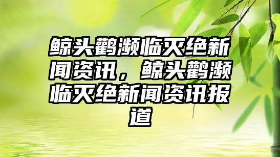 鯨頭鸛瀕臨滅絕新聞資訊，鯨頭鸛瀕臨滅絕新聞資訊報道